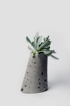 a plant in a gray vase on a white background