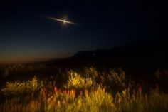 the moon is shining brightly in the night sky over some tall grass and bushes, with mountains in the background