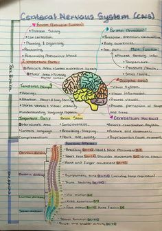 a hand drawn diagram of the human nervous system on lined paper with words and diagrams