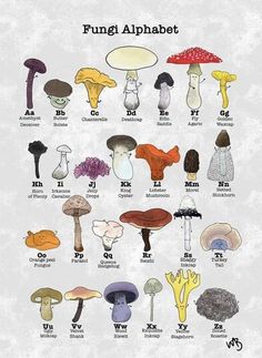 an illustrated poster with different types of mushrooms