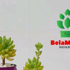 two potted plants sitting next to each other in front of a sign that says belama succulents