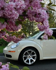 a white car parked in front of some pink flowers