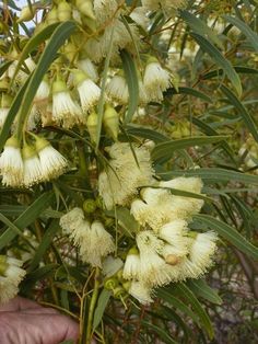 a hand is holding some white flowers on a tree