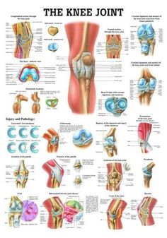 THE KNEE JOINT Study Chart - Etsy Applied Kinesiology, Joints Anatomy, Anatomy Chart, Physical Therapist Assistant, Muscle Abdominal, Knee Exercises