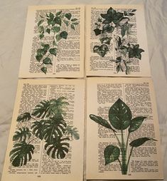 four different types of plants are on top of an old book page that has been turned into art