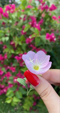 a hand holding a pink flower in front of some red and purple flowers with green leaves