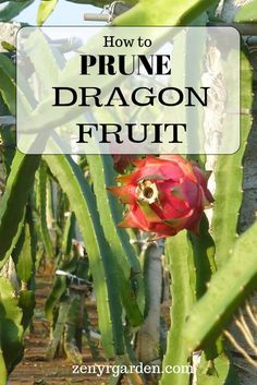 a dragon fruit growing on the side of a tree with text overlay reading how to prune dragon fruit