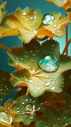 water drops on leaves with blue sky in the background