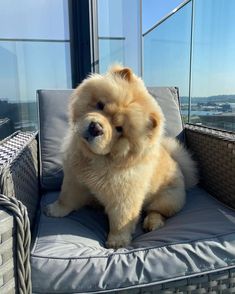 a fluffy dog sitting on top of a couch in front of a large glass window