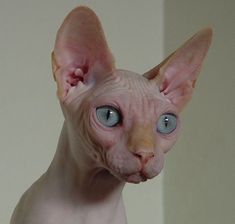 a hairless cat with blue eyes looking at the camera