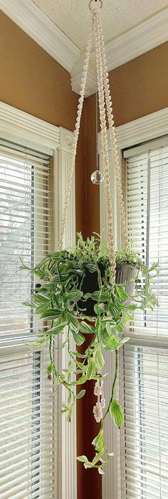 a potted plant hanging from the ceiling in front of two windows with blinds on them