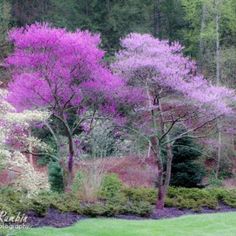 purple and white trees in the middle of a park