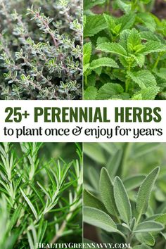 different herbs with the title 25 + perennial herbs to plant once & enjoy for years