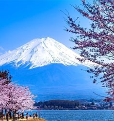 people are walking on the grass near some water and trees with pink flowers in front of a snow capped mountain