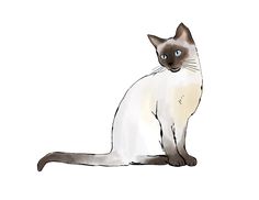 a siamese cat with blue eyes sitting down