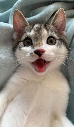 a cat yawns while laying on a blanket