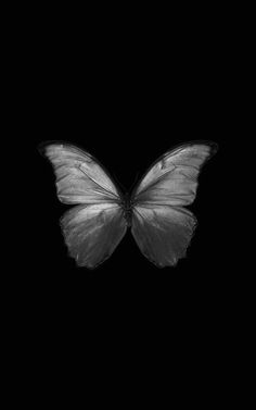 a black and white photo of a butterfly