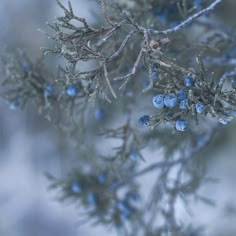 blue berries are growing on the branches of a tree with snow in the back ground