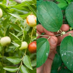 a person is picking fruit from a tree with green leaves and red berries on it