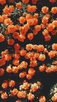 many orange flowers are blooming in the garden