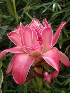 a pink flower with green leaves in the background