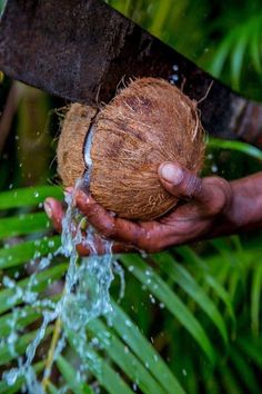 a person holding a coconut in their hand with water coming out of it and splashing on them