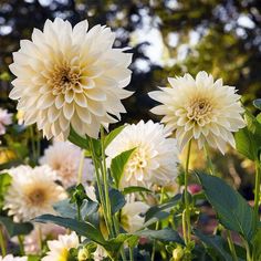 some white and yellow flowers in a garden