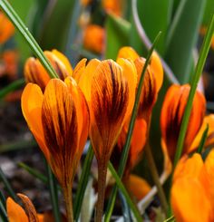 orange flowers with green leaves in the background