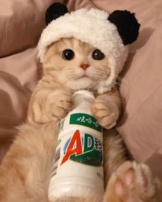 a cat with a hat on its head is holding a bottle in it's paws