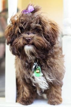 a small brown dog with a purple bow on its head sitting in front of a door