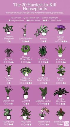 the 20 hardest - to - kill houseplants info sheet