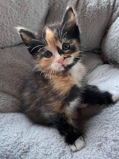 a small kitten sitting on top of a gray couch next to a white blanket and looking at the camera