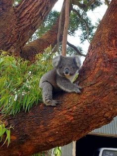 a koala is sitting in the branches of a tree