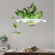 a potted plant hanging from the ceiling above a dining room table with plates and utensils on it