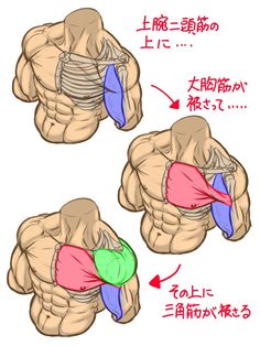 the muscles are labeled in different languages and their corresponding parts can be described by chinese characters