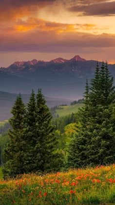 the mountains are covered in trees and wildflowers as the sun sets behind them