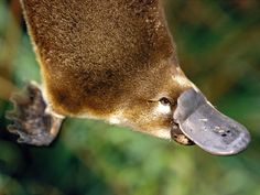 a monkey is hanging upside down on a tree branch with its mouth open and tongue out