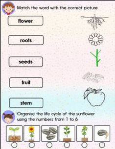 the worksheet for learning how to make flowers and plants with pictures on it