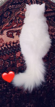 a white cat laying on top of a rug next to a red heart shaped object