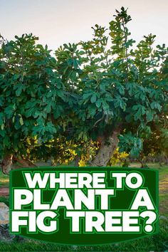 Fig Tree Planting Tips: Ideal Location and Techniques Fig Trees Outdoor, Desert King Fig Tree, Fig Tree In Garden, How To Grow A Fig Tree, How To Propagate A Fig Tree, Espalier Fig Tree, Planting Fig Trees, Preserving Figs, Fig Tree Garden