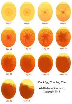 an eye chart showing the different stages of contact with each individual's eyeball