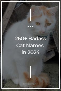 260+ Badass Cat Names in 2024 Kitten Names