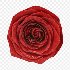 a red rose with water droplets on it