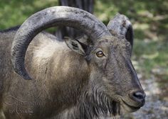 an animal with large horns standing in the grass