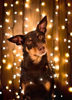 a black and brown dog sitting on top of a wooden floor covered in christmas lights