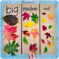 Leaf Math Activities Kindergarten, Size Sorting, Homeschool Preschool Activities, Toddler Arts And Crafts