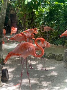 there are many flamingos standing in the sand