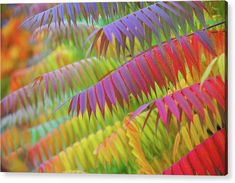 an image of colorful leaves in the forest framed print by panoramic images, inc