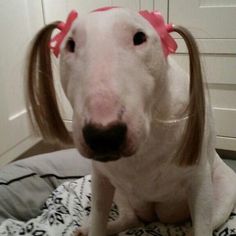 a white dog with brown hair and pink bows on it's head sitting on a bed