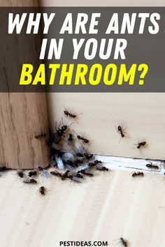 an image of some bugs on the floor with text that reads, why are ants in your bathroom?